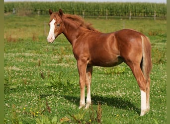 American Quarter Horse, Hengst, Fohlen (04/2023), Fuchs