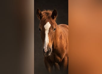 American Quarter Horse, Hengst, Fohlen (03/2026), Fuchs