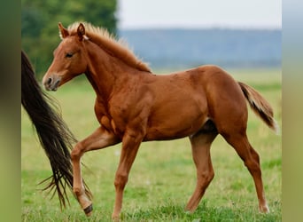 American Quarter Horse, Hengst, Fohlen (04/2025), Fuchs