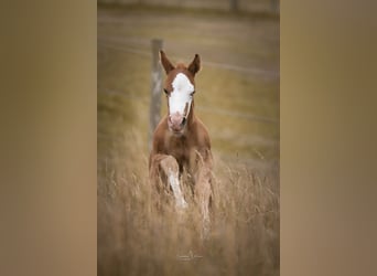 American Quarter Horse, Hengst, Fohlen (06/2025), Fuchs