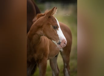 American Quarter Horse, Hengst, Fohlen (06/2025), Fuchs