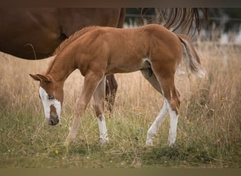 American Quarter Horse, Hengst, Fohlen (06/2025), Fuchs