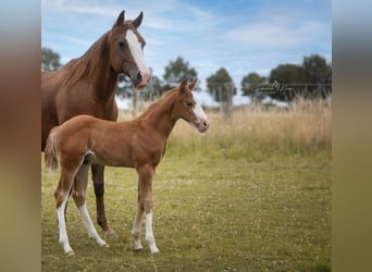 American Quarter Horse, Hengst, Fohlen (06/2025), Fuchs