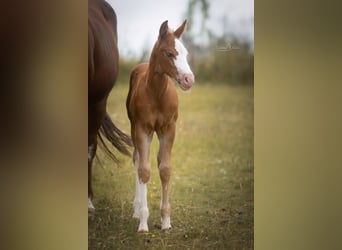 American Quarter Horse, Hengst, Fohlen (06/2025), Fuchs