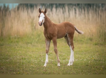 American Quarter Horse, Hengst, Fohlen (06/2025), Fuchs