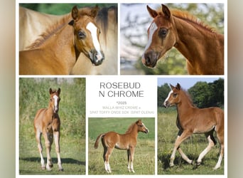 American Quarter Horse, Hengst, Fohlen (04/2025), Fuchs