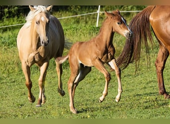 American Quarter Horse, Hengst, Fohlen (07/2024), Fuchs