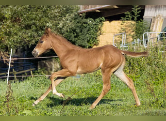 American Quarter Horse, Hengst, Fohlen (07/2024), Fuchs