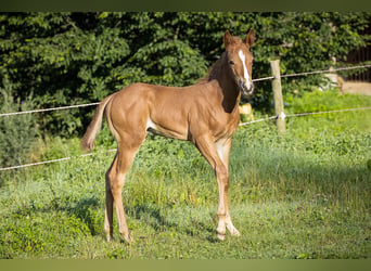 American Quarter Horse, Hengst, Fohlen (07/2024), Fuchs