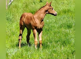 American Quarter Horse, Hengst, Fohlen (04/2024), Fuchs