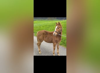 American Quarter Horse, Hengst, , Fuchs