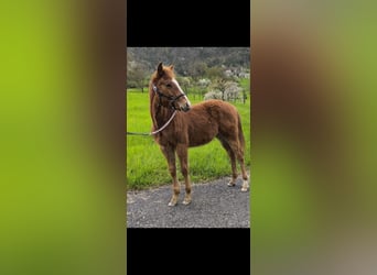 American Quarter Horse, Hengst, , Fuchs