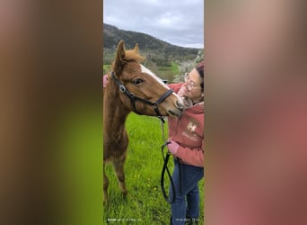 American Quarter Horse, Hengst, , Fuchs