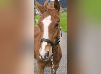 American Quarter Horse, Hengst, , Fuchs