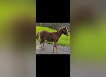 American Quarter Horse, Hengst, , Fuchs