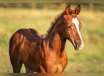 American Quarter Horse, Hengst, Fohlen (05/2025), Fuchs