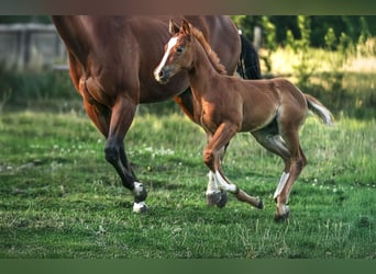 American Quarter Horse, Hengst, Fohlen (05/2025), Fuchs