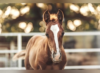 American Quarter Horse, Hengst, Fohlen (05/2025), Fuchs