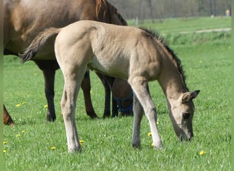 American Quarter Horse, Hengst, Fohlen (03/2023), Grullo