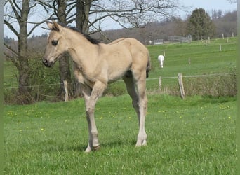 American Quarter Horse, Hengst, Fohlen (03/2023), Grullo