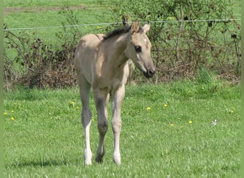 American Quarter Horse, Hengst, Fohlen (03/2023), Grullo
