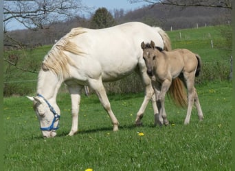 American Quarter Horse, Hengst, Fohlen (03/2023), Grullo