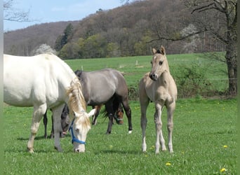 American Quarter Horse, Hengst, Fohlen (03/2023), Grullo