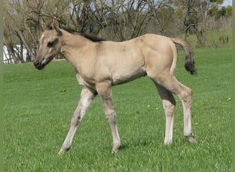 American Quarter Horse, Hengst, Fohlen (03/2023), Grullo