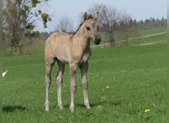 American Quarter Horse, Hengst, Fohlen (03/2023), Grullo