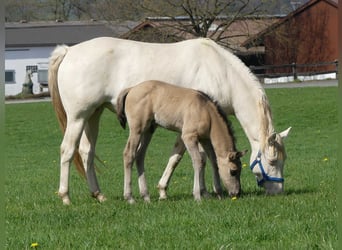 American Quarter Horse, Hengst, Fohlen (03/2023), Grullo