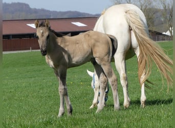 American Quarter Horse, Hengst, Fohlen (03/2023), Grullo