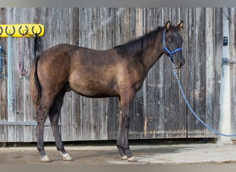 American Quarter Horse, Hengst, Fohlen (04/2024), Grullo