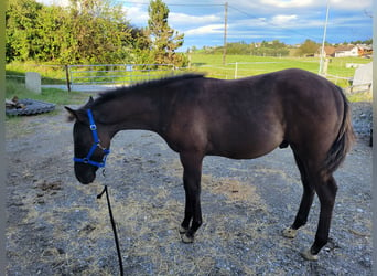 American Quarter Horse, Hengst, Fohlen (04/2024), Grullo