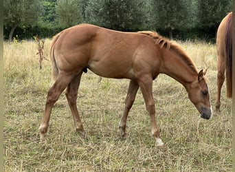 American Quarter Horse, Hengst, Fohlen (03/2023), Hellbrauner