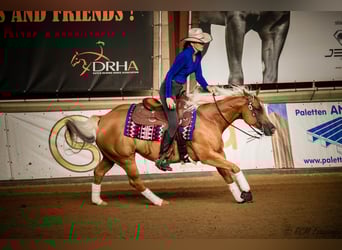 American Quarter Horse, Hengst, Fohlen (03/2023), Hellbrauner