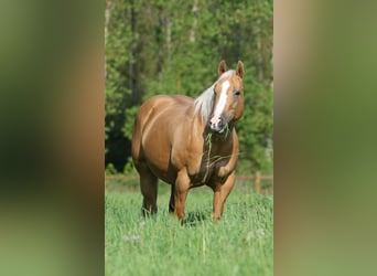 American Quarter Horse, Hengst, Fohlen (03/2023), Hellbrauner