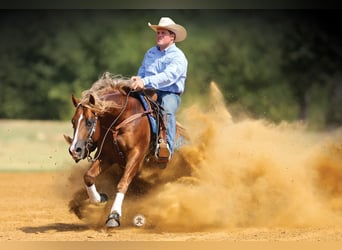 American Quarter Horse, Hengst, Fohlen (03/2023), Hellbrauner