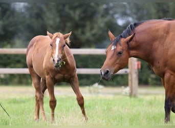 American Quarter Horse, Hengst, Fohlen (03/2023), Hellbrauner