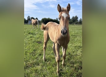 American Quarter Horse, Hengst, Fohlen (06/2026), Palomino