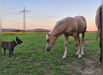 American Quarter Horse, Hengst, Fohlen (06/2025), Palomino