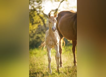 American Quarter Horse, Hengst, Fohlen (05/2025), Palomino