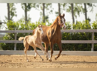 American Quarter Horse, Hengst, Fohlen (01/2026), Palomino
