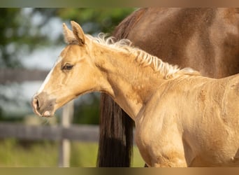 American Quarter Horse, Hengst, Fohlen (01/2026), Palomino
