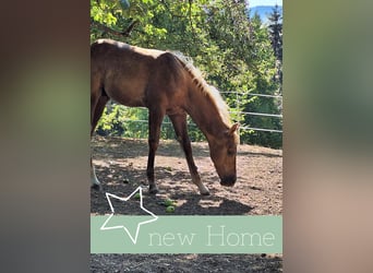 American Quarter Horse, Hengst, Fohlen (04/2026), Palomino
