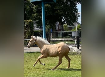 American Quarter Horse, Hengst, Fohlen (03/2024), Palomino