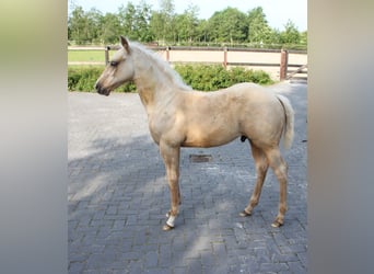 American Quarter Horse, Hengst, Fohlen (03/2024), Palomino