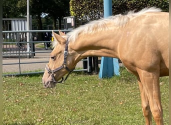 American Quarter Horse, Hengst, Fohlen (03/2024), Palomino