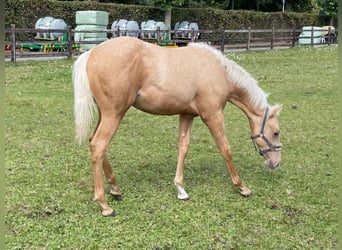 American Quarter Horse, Hengst, Fohlen (03/2024), Palomino