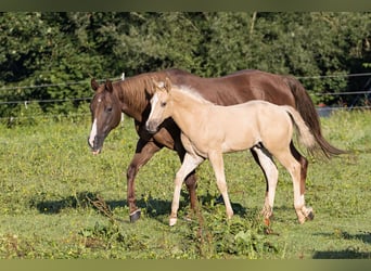 American Quarter Horse, Hengst, Fohlen (05/2024), Palomino