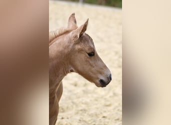 American Quarter Horse, Hengst, , Palomino